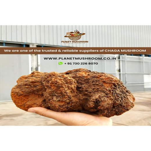 Chaga Mushroom Chunks - Image 4